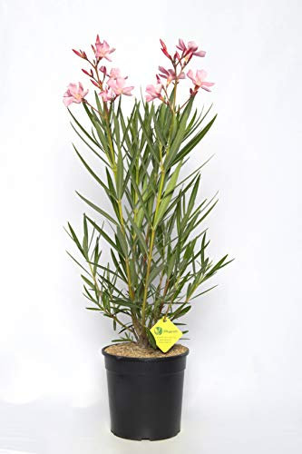 Plantì NERIUM OLEANDER, Oleandro Piante vere da esterno usato per decorare ambienti urbani, Piante da siepe sempreverde con foglie lucide e coriacee Diametro vaso 19 cm (Rosa)