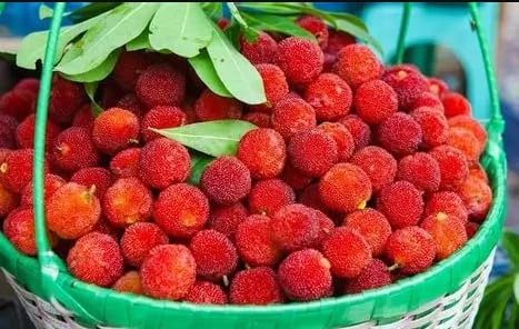 Corbezzolo Semi, Albero da Frutta, Frutti Abbondanti e Dolci Ricchi di Vitamine