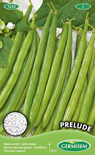 Germisem Prelude Semillas de Frijol Francés 100 g
