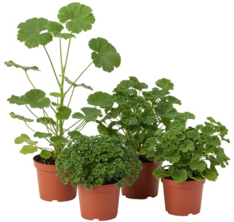 Pack Rincón Natural – Cuatro Geranio Perfumado Antimosquitos Naturales en Maceta | DECOALIVE Plantas de Exterior Decorativas