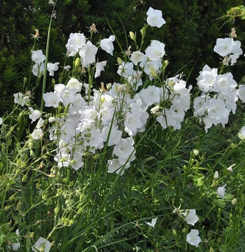 Pfirsichblütige Glockenblume Alba - campanula persicifolia - lebende Gartenpflanze aus den Baumschulen