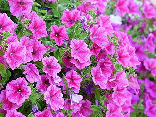 500 Graines de Pétunia Nain Rose - fleurs jardinage balcon - semences paysannes reproductibles - SemiSauvage
