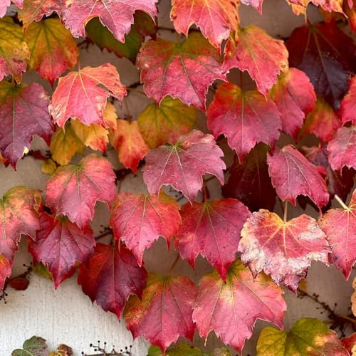 Semi di Parthenocissus tricuspidata, da giardino roccioso resistenti di vite selvatica resistente, decorazione balcone rampicanti perenni 600pcs