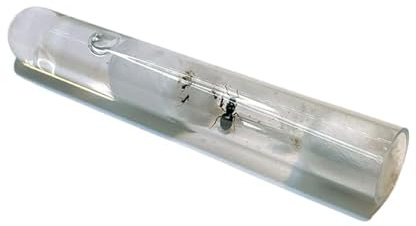 Lasius niger Black Garden Ant with 10-15 workers and brood Best Ants UK