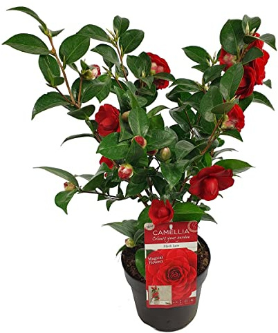 Camellia Japonica Natural la Flor Perfecta para Añadir Calma a tu Espacio