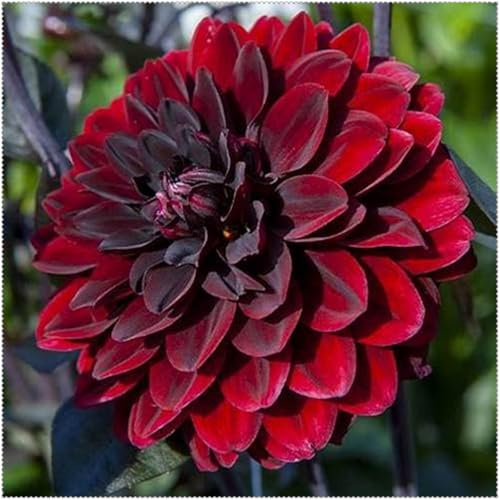 Dalias tubérculos Resistentes - Dalias Rizoma, Perfectas para Jardines y Macetas-2Tubérculos-F
