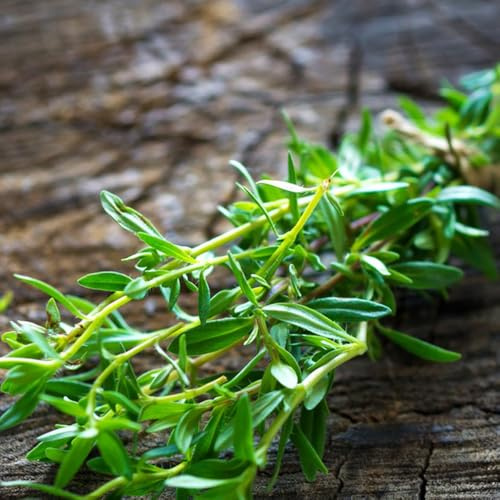 semi di santoreggia biologici, giardino interno, rari esotiche varietà antiche 250pcs
