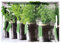Kesper Serviertablett, 77334, Motiv: Herbs, Maße: 50 x 35 x 4, 5 cm