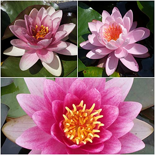 3 PIANTE IN VARIETA' PREGIATE NINFEA RUSTICA RESISTENTE LAGHETTO STAGNO TINOZZA PRONTE PER FIORIRE - ROSA