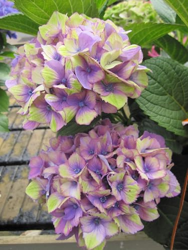 Hydrangea macrophylla Lady Mata Hari Blue ® - Garten-Hortensie - Royalty Collection - 40-60