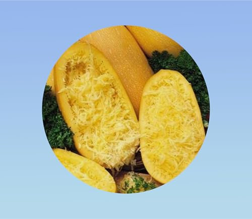 20 graines de courgette spaghetti jaune - facile a cultiver - curcubita pepo