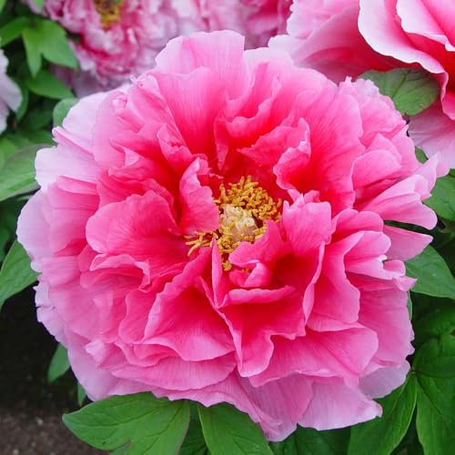 Paeonia Tree Peony 'Pink' Produces Stunning, Large Pink Blooms with Golden Stamens. Hardy, Low-Maintenance, and Perfect for Gardens or containers.. 1 x 12cm Pot by Thompson and Morgan