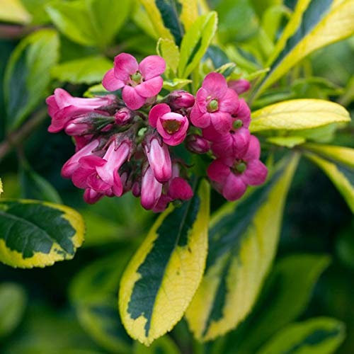 Andenstrauch 'Gold Ellen' - Escallonia 'Gold Ellen' - 20-25 cm Topf - Gelbe Blüten, attraktiv für Vögel