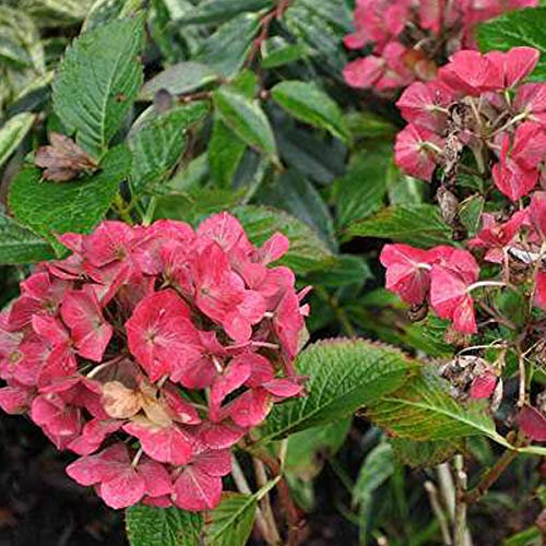 Bauernhortensie 'Alpengluhen' - Hydrangea Macrophylla 'Alpengluhen' - 25-30 cm Topf - Rote Blüten, kompakte Form