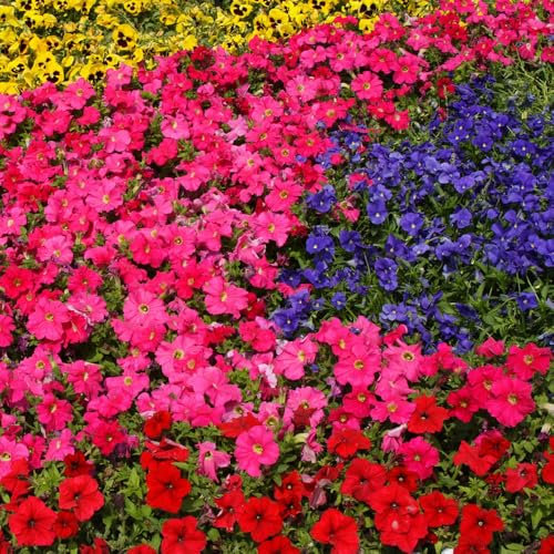 Aubrietia Large Flowered Mixed Seeds – Hardy Perennial – Must Have for Borders & Rockeries – for Your Beautiful Garden