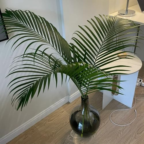 Goldfruchtpalme, Dypsis lutescens bonsai indoor büropflanzen bio zimmerpflanzen topfpflanze immergrüne winterhart 50Samen