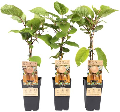 Pianta di Kiwi Actinidia Hayward da Esterno - Pianta Vigorosa di Kiwi in Vaso Pronta per il Giardino