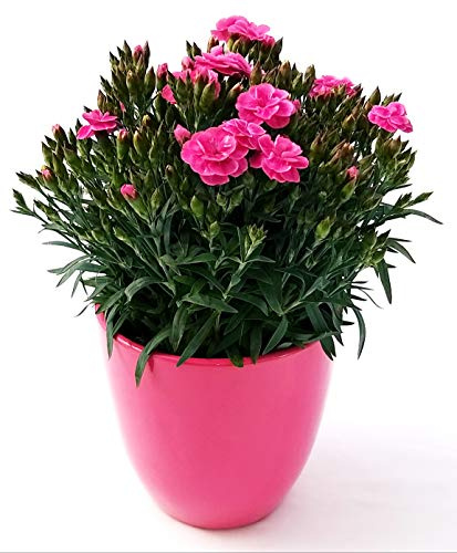 POWERS TO FLOWERS - GAROFANO PEEMAN IN VASO CERAMICA FUCSIA, pianta vera