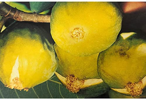 Pianta vera di Fico Columbro Bianco o Colummaro Bianco - Diametro Vaso Ø 20 cm