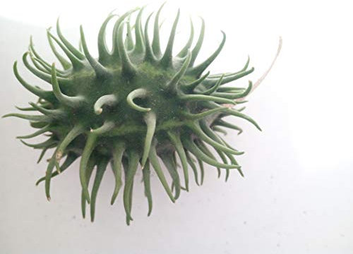 GRAINES CONCOMBRES ESOTIQUES -CONCOMBRE ANTILLE LANGHAARIG VAR. IRSUTUS