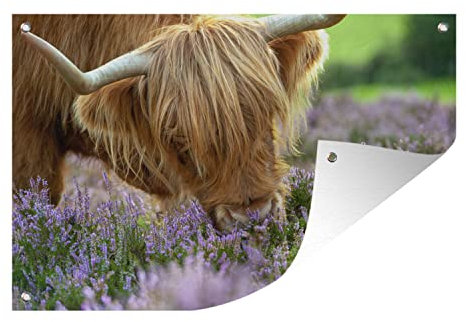 MuchoWow Outdoor-Poster Poster Wanddeko draußen Deko Garten Gartenposter 90x60 cm Schottische Highlander - Gras - Heidekraut - Tiere