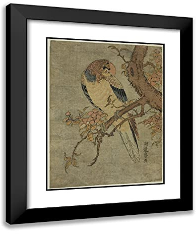 ArtDirect Isoda Koryusai 20x24 Black Modern Framed and Double Matted Art Print Titled Parrot on Quince Tree