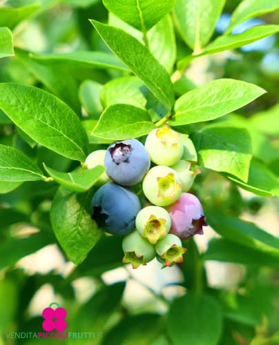 Plante de myrtille américaine à fruits géant 'Bluecrop' Tardivo - en pot Ø 19 cm H 75 cm