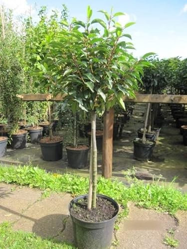 Prunus lusitanica - Portugisische Lorbeerkirsche - Hochstamm