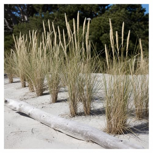 Stauden Gänge 3 x Ammophila arenaria Strandhafer winterhart | Strandhafer – winterhartes Ziergras & Dünengras für sonnige Standorte, mehrjährig, sandfest, 1 L Topf (11x11 cm)