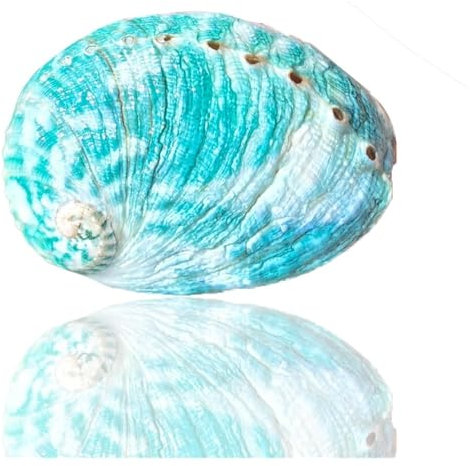 SFQEVHRZ Coquillages naturels， 1 pièce de 8 à 9 cm de Grande Taille, Coquille d'ormeau Naturelle Rare et Verte for Aquarium, décoration de fête à thème, Cadeaux