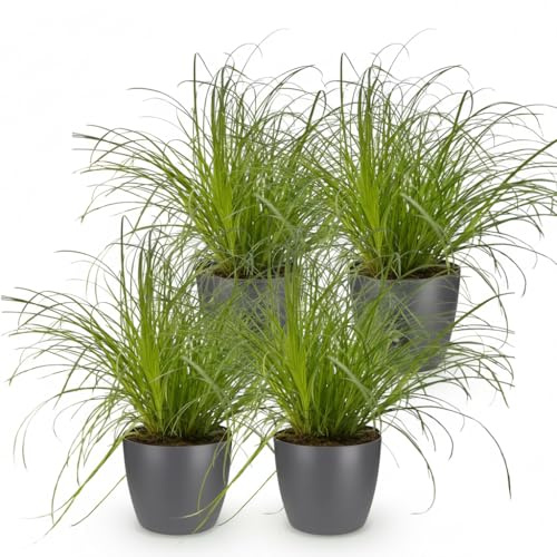 Cyperus Alternifolius Zumula Katzengras – 4er Set Zimmerpflanzen im grauen Topf Ø12cm Höhe20cm – Haustierfreundliche Grünpflanze – Pflegeleicht – Für Wohnzimmer Büro Schlafzimmer