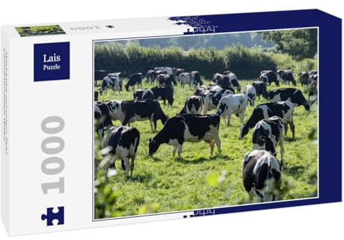Lais Puzzle Vacas lecheras en un Campo Carmarthenshire Gales 1000 Piezas