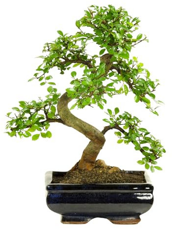 Bonsai Baum mit Keramik Blumentopf - Ligustrum, Ficus, Carmona, Podocarpus, Chinese elm - ca. 6-9 Jahre (20cm Schale ca. 8 Jahre, Chinese elm P20 S)