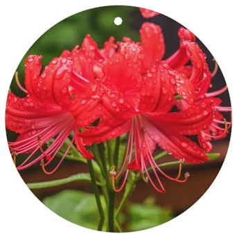 Poezjzw Lot de 4 arômes de lys araignées rouges pour voiture Parfum lavande Forme ronde À suspendre Pour chaussures de placard