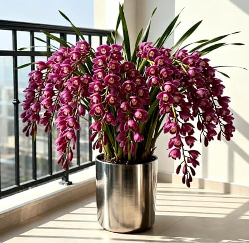 Orchidea Cymbidium dal profumo intenso - Facile da coltivare - Fiorisce sia in casa che all'aperto - Adatta ai principianti-3 PCS-A