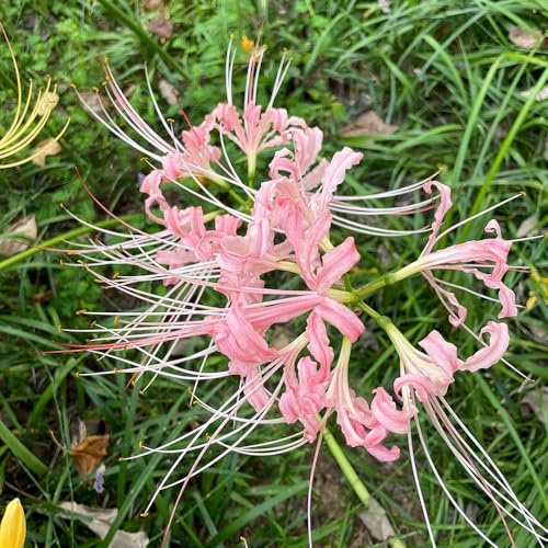 lirio araña, lirio de sangre - de otoño, resistentes, Lycoris radiata, cubresuelos, resistentes, decoración sala estar Mini 2bulbos