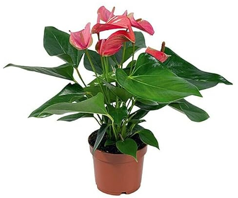 Anturio Color Pink Planta Viva con Flores de Intenso Rosado
