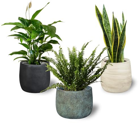 SMPLY. Pack 3 Plantas Naturales Interior Purificadoras del Aire: Sanseviera + Helecho de Boston + Lirio de Paz, Ø12-13 cm, Alto 30-50 cm,Decoración del Hogar (No Incluye Maceta de cerámica)