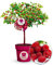BALDUR Garten Himbeer-Baum Raspbeary® mit Stamm & Krone, 1 Pflanze, winterhart, mehrjährig, pflegeleicht, Rubus idaeus, Himbeere, essbare Früchte, Obst-Rarität