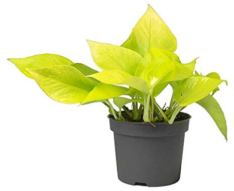 Poto Amarillo Neon Natural Planta Colgante que Enamora