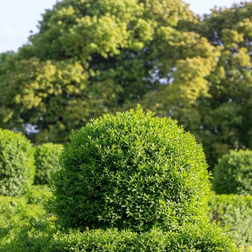 Semi di siepe di ligustro, esotico per luoghi soleggiati vecchie varietà resistenti per giardini rocciosi resistenti d'appartamento siepi verdi arbusti fioriti, 50pcs