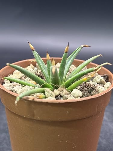 Agave Albopilosa, Pianta Grassa Succulenta in Vaso 6,5 cm