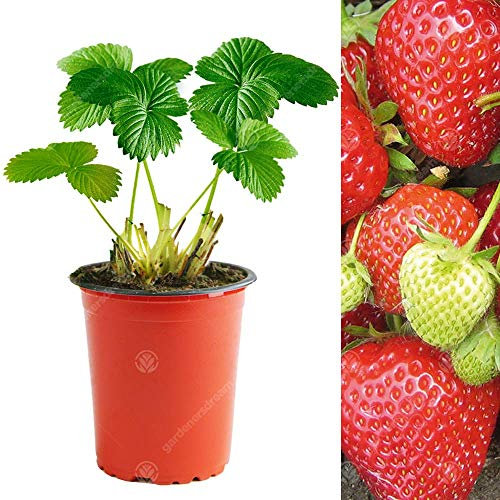 GardenersDream 10 x Cambridge Favourite Strawberry Plants - Bare Root Fruit Trees for Garden, Patio - GMO Free Hardy Outdoor Fruit Plants for Spring to Autumn - Outdoor Garden Ready Bushes (5-10cm)