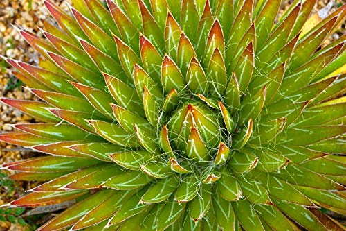 seedsown Keimfutter: 10 Agave Filifera Samen Seltene Samen Kaktus Sukkulenten Korn Semillas No Aloe