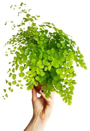 Adiantum o Cabello de Venus Natural la Planta que Transformará tus Espacios en Oasis de Paz