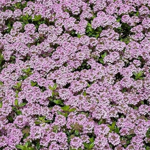 Semillas de tomillo cubresuelo, tomillo silvestre, de balcón semillas pradera mariposas prados resistentes al aire libre, jardín cobertura del suelo exóticas 600pcs