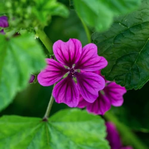 semi di malva selvatica vecchie varietà giardino roccioso decorazione esterni prato aiuola rialzata balcone esotiche 550pcs