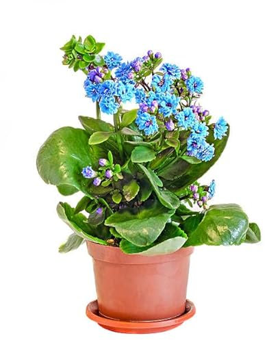Kalanchoe Calandiva Natural Planta con Flores de Colores Ideal para dar un Toque Elegante al Hogar