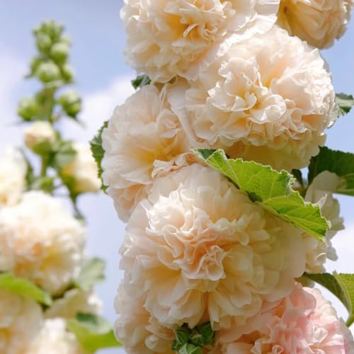 semillas de malva real - extraño jardín decoración balcón 50pcs