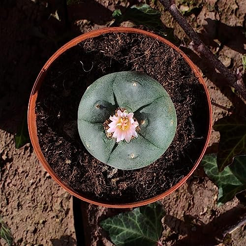 Lophophora williamsii, peyote 4,5cm